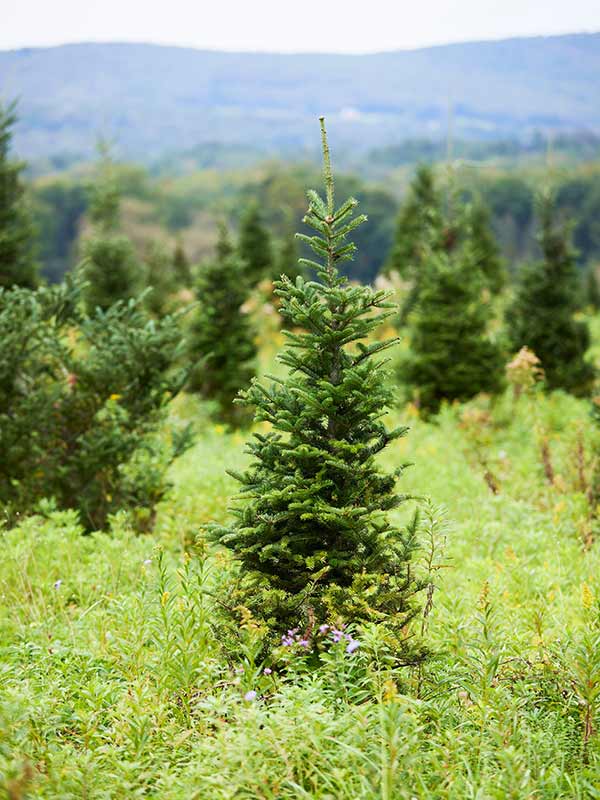 Woodlife Farm Market, New Lebanon Farm Stand, Farmer's Market NY, Cut Your Own Christmas Trees, Tree Farm NY