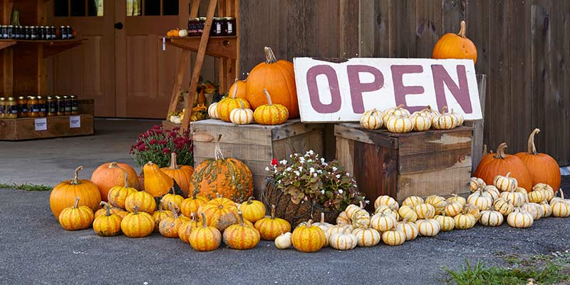 Woodlife Farm Market, New Lebanon Farm Stand, Farmer's Market NY, New Lebanon Produce, Farm Fresh Produce, Pick your own pumpkins