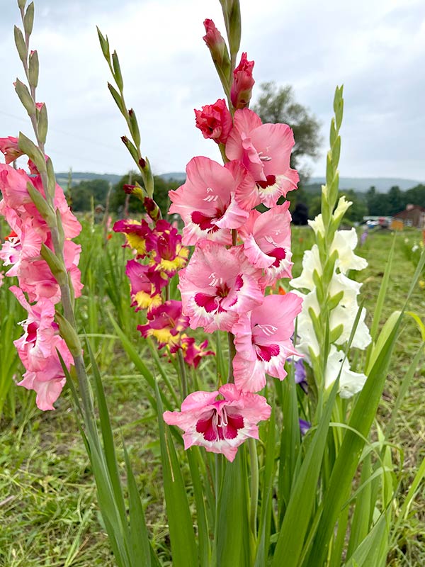 Woodlife Farm Market, New Lebanon Farm Stand, Farmer's Market NY, New Lebanon Greenhouse, Pick Your Own Flowers, Farm Gardens, World Famous Gladiolus