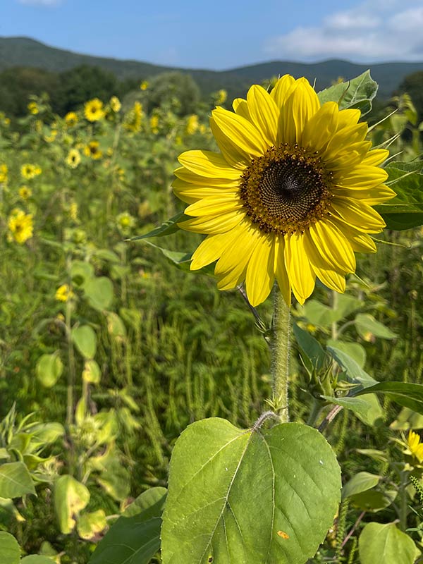 Woodlife Farm Market, New Lebanon Farm Stand, Farmer's Market NY, New Lebanon Greenhouse, Pick Your Own Flowers, Farm Gardens, Sunflower Garden