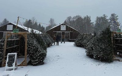 Winter Magic in The Berkshires: Christmas Trees, Holiday Events, and New Traditions at Woodlife Farm Market