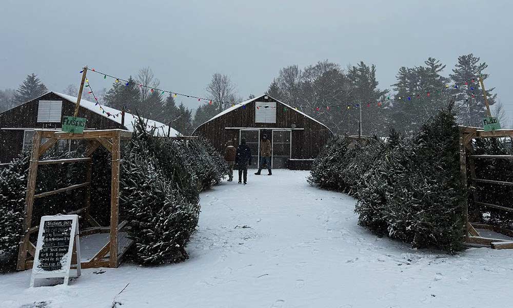 Winter Magic in The Berkshires: Christmas Trees, Holiday Events, and New Traditions at Woodlife Farm Market